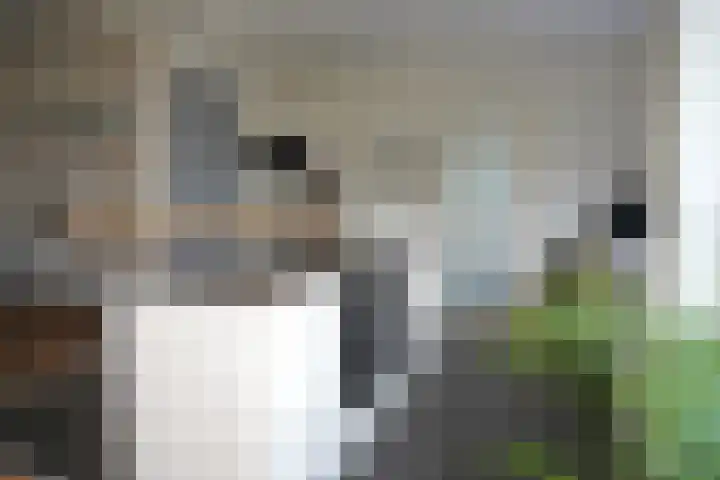 Jacob van Ruysdaelstraat 16 Schoondijke thumbnail 14