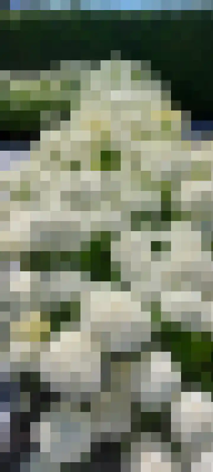Jacoba van Beierenweg 124 c Voorhout thumbnail 35