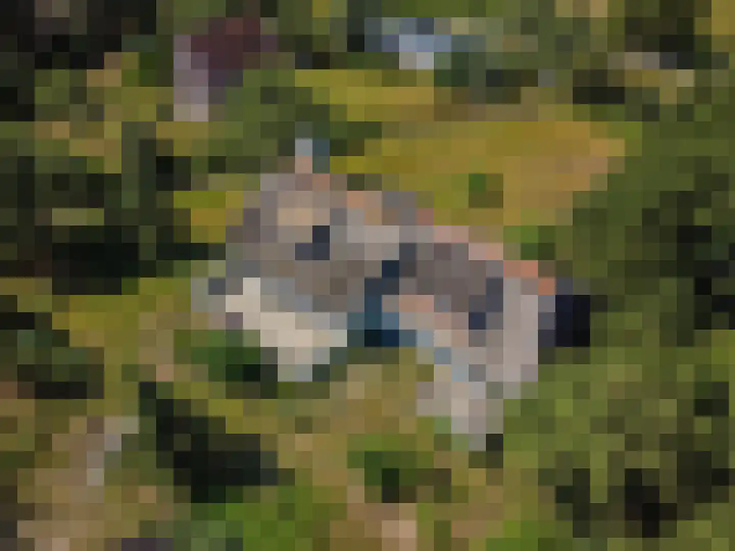 Jacobspad 2 Schiermonnikoog thumbnail 59