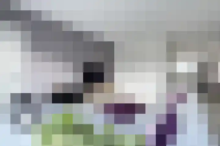 Jade 11 Zevenbergen thumbnail 12