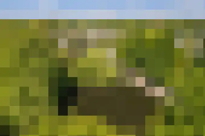 Jagersdreef 21 Driebergen-Rijsenburg thumbnail 26