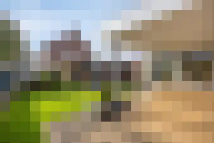 Jagerstraat 26 Herkenbosch thumbnail 33