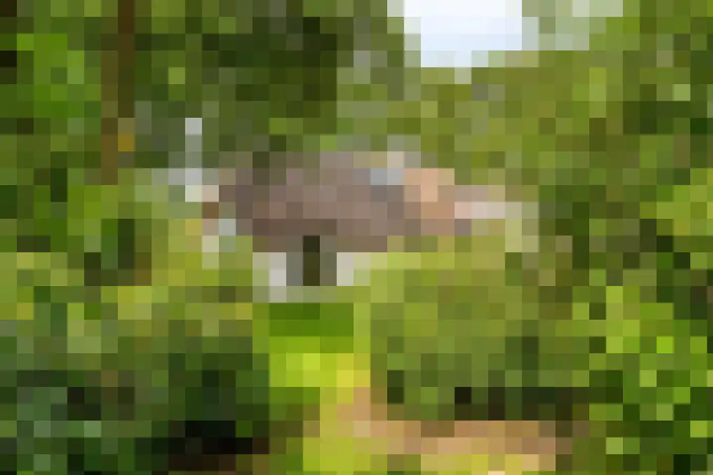 Jagersweg 2 Nieuwleusen thumbnail 61