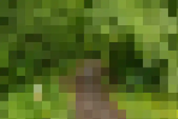 Jaltadaheerd 61 Groningen thumbnail 39
