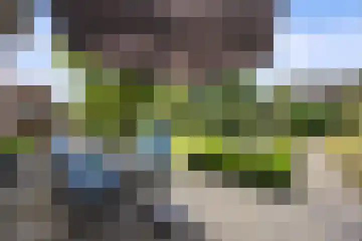 Jamaïcaring 15 Drunen foto 3