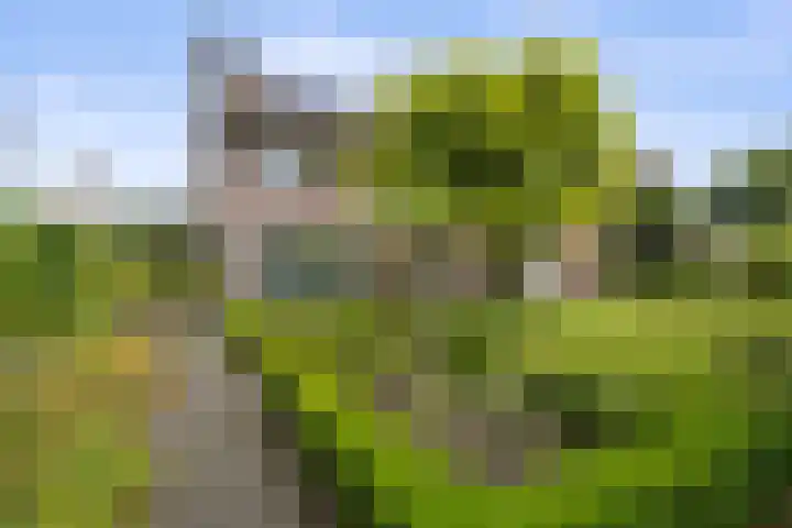 Jamaïcaring 15 Drunen thumbnail 38