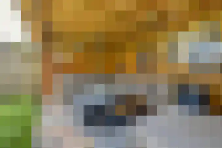 James Grieve 32 Tiel thumbnail 35