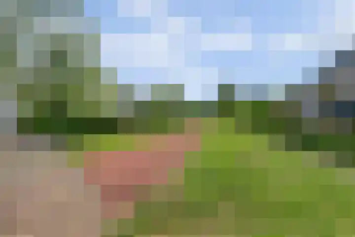 James Grieve 32 Tiel thumbnail 50
