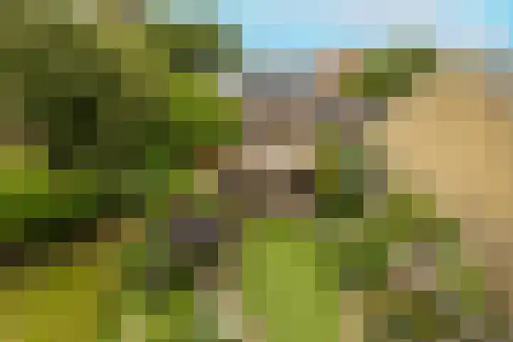 Jan Barendselaan 197 Poeldijk thumbnail 34