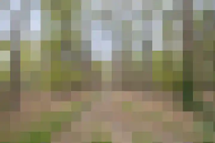 Jan Berendweg 7 De Rips thumbnail 46