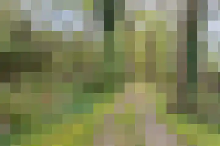 Jan Berendweg 7 De Rips thumbnail 47