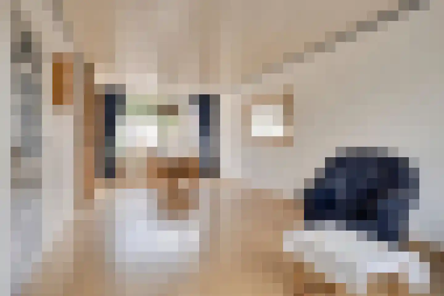 Jan Campertstraat 19 Best thumbnail 12