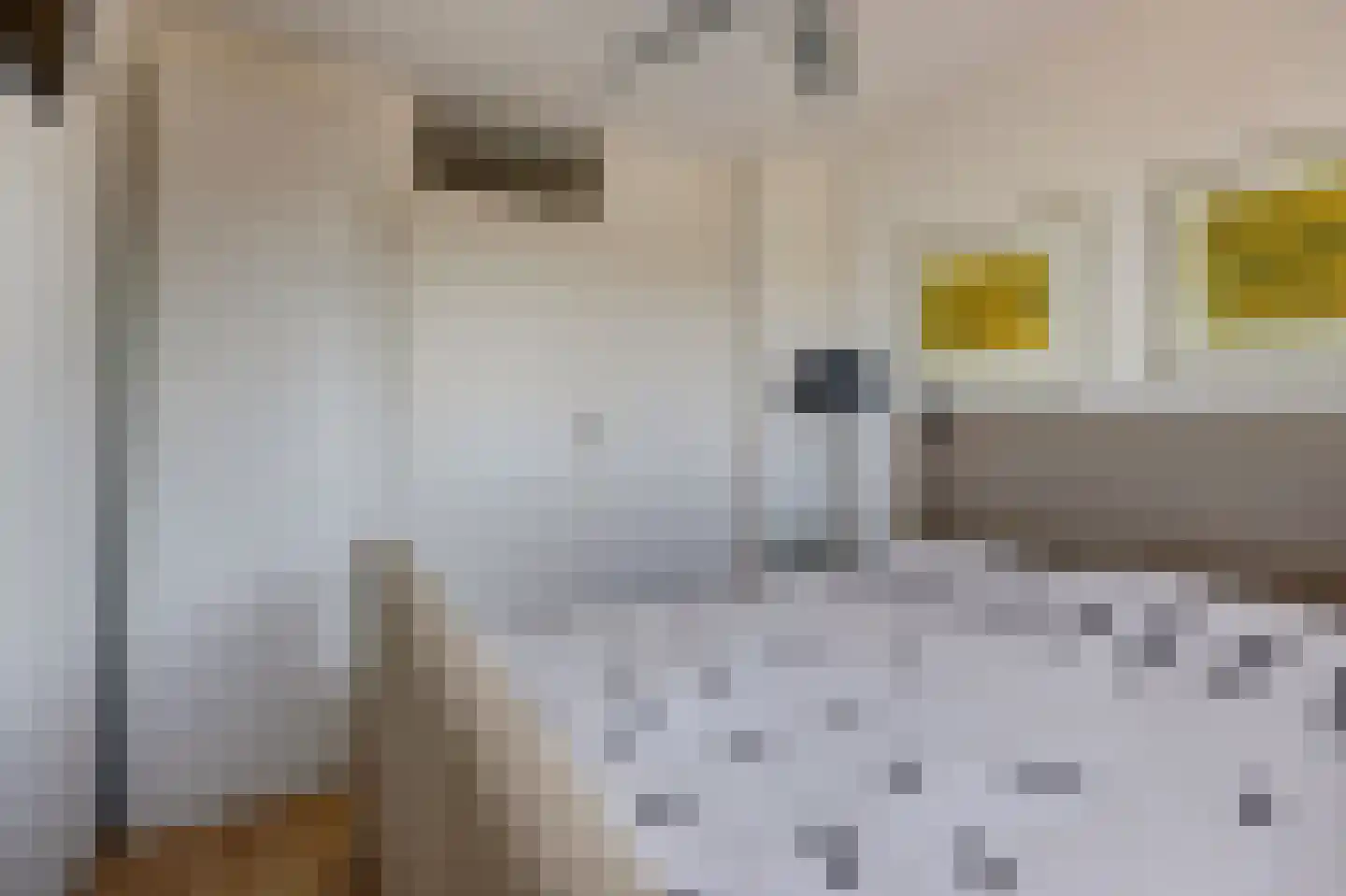 Jan Dirk z'n Dal 95 Egmond aan Zee thumbnail 20