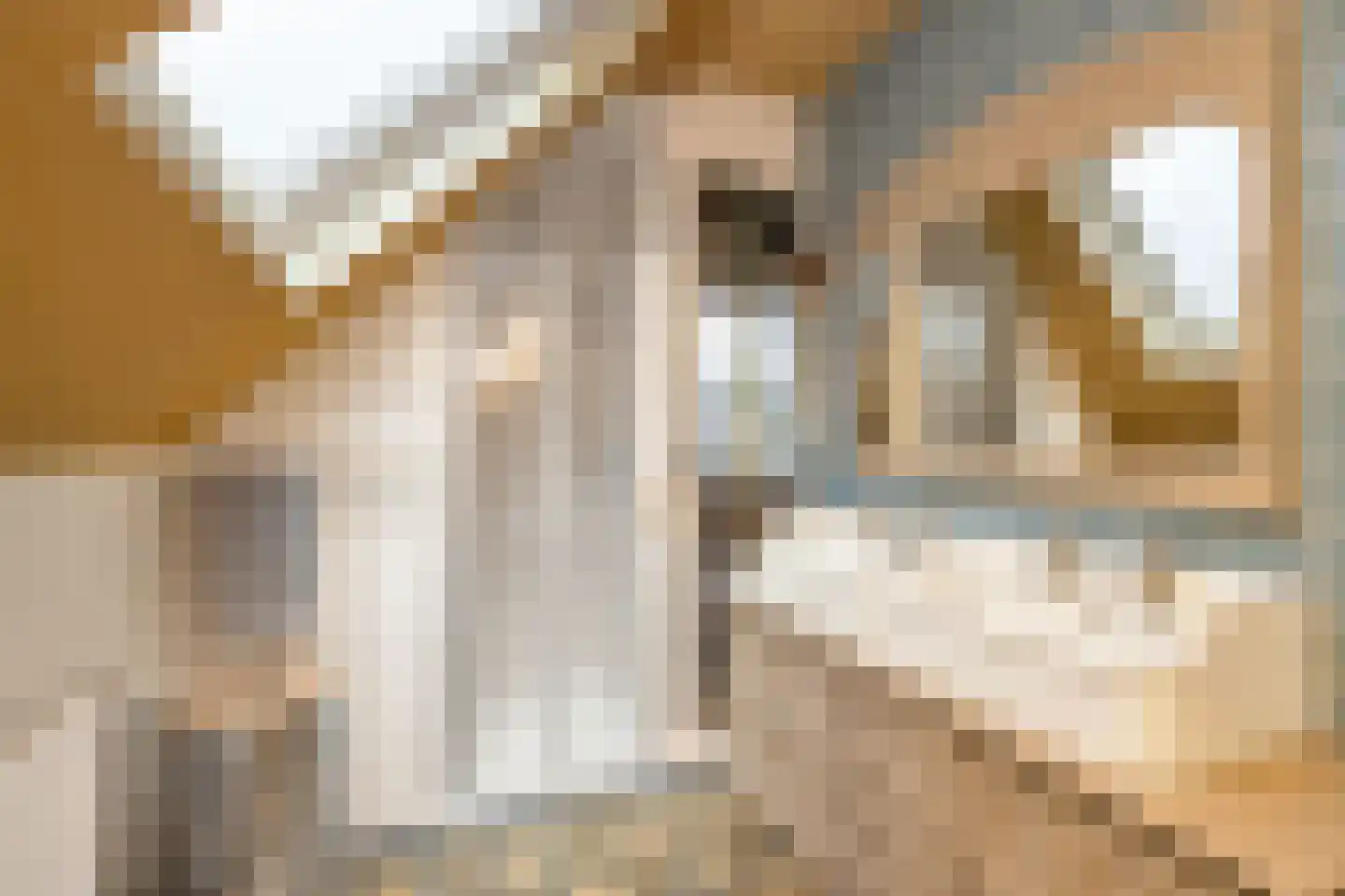 Jan Frankenstraat 52 Rosmalen thumbnail 26