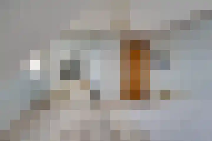 Jan Glijnisweg 115 Heerhugowaard thumbnail 33