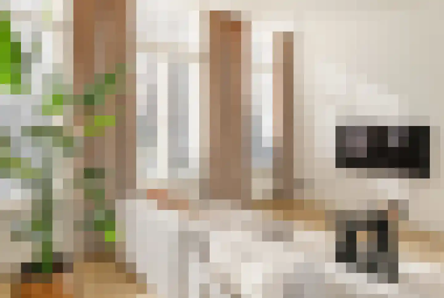 Jan Heinsstraat 18 's-Hertogenbosch thumbnail 6