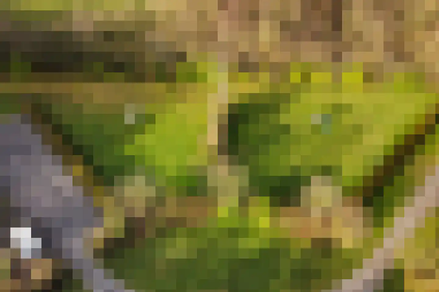 Jan Kreeftweg 5 Hollandscheveld thumbnail 59