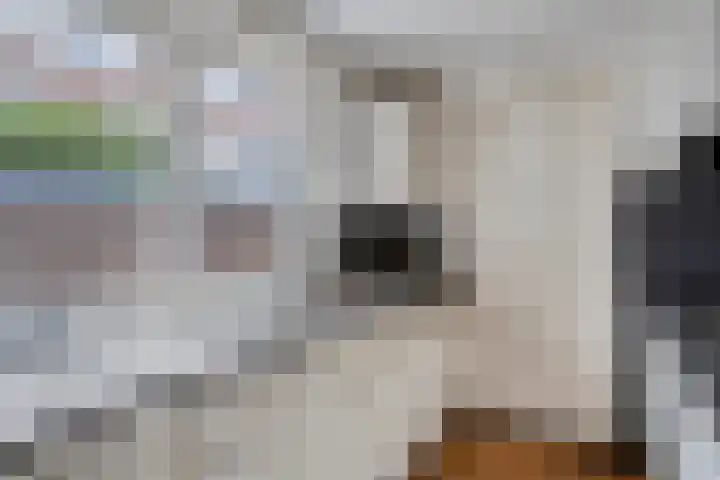 Jan Maurits van Nassaustraat 4 Tilburg thumbnail 18
