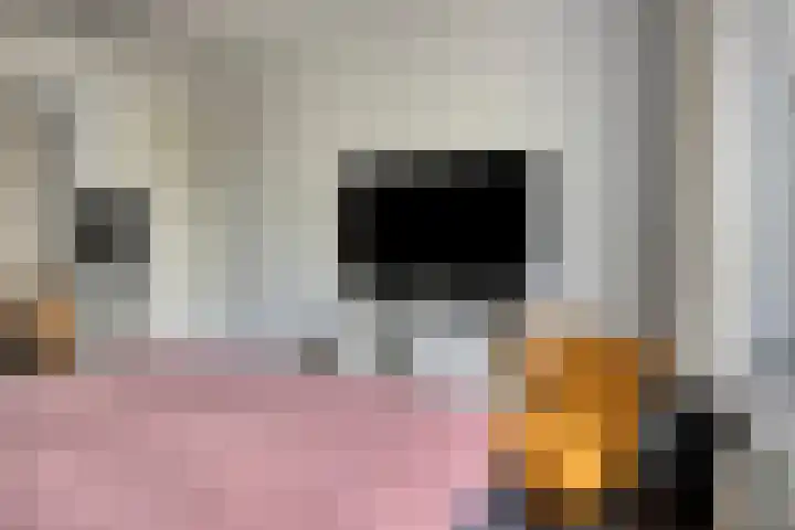 Jan Romeinstraat 40 Eindhoven thumbnail 31