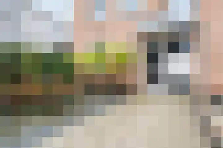 Jan Steenstraat 64 Voorthuizen thumbnail 41