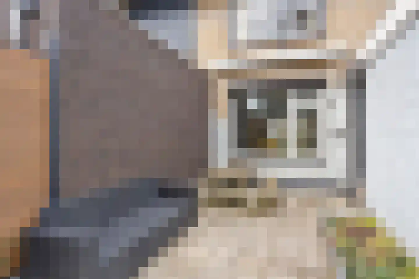 Jan van Daalstraat 35 Beers NB thumbnail 30