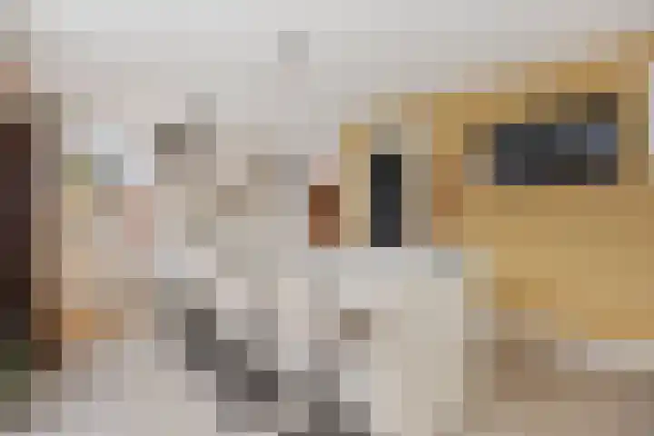 Jan van Galenlaan 10 Voorthuizen thumbnail 18