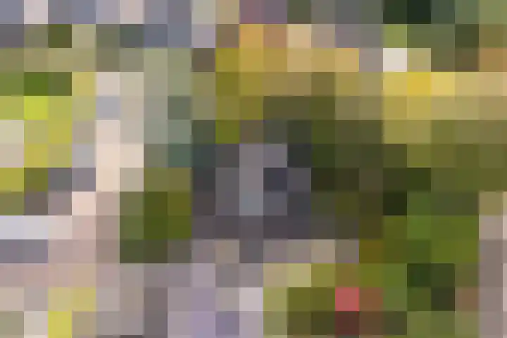 Jan van Scorelpark 14 Schoorl thumbnail 26