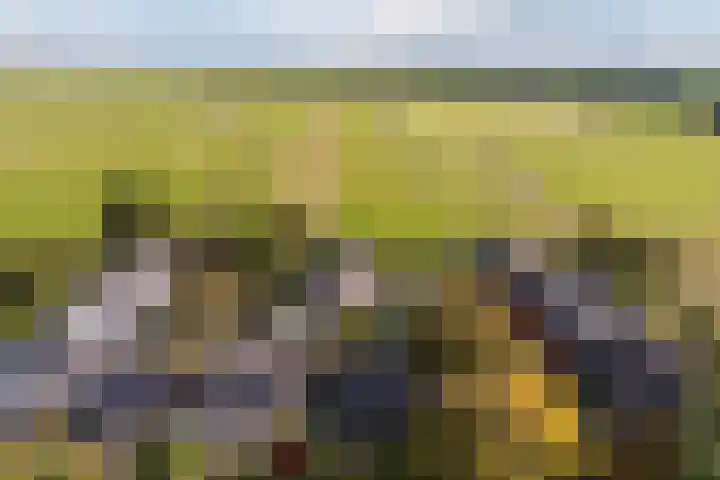Jan van Scorelpark 14 Schoorl thumbnail 36