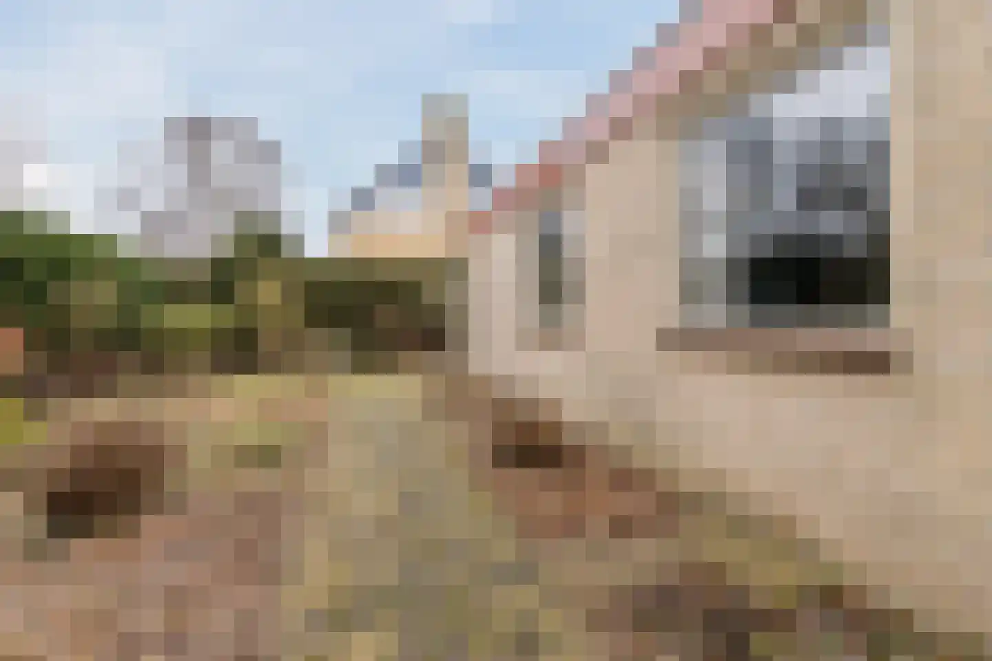 Jan van Scorelpark 50 Schoorl thumbnail 43