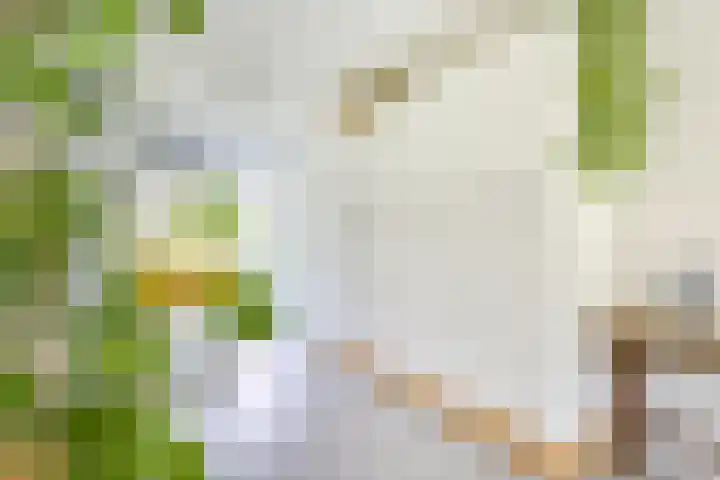 Jan van Zutphenlaan 51 Utrecht thumbnail 18
