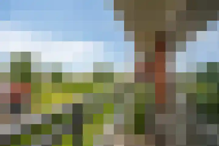 Jan Wilshof 108 Alkmaar thumbnail 14
