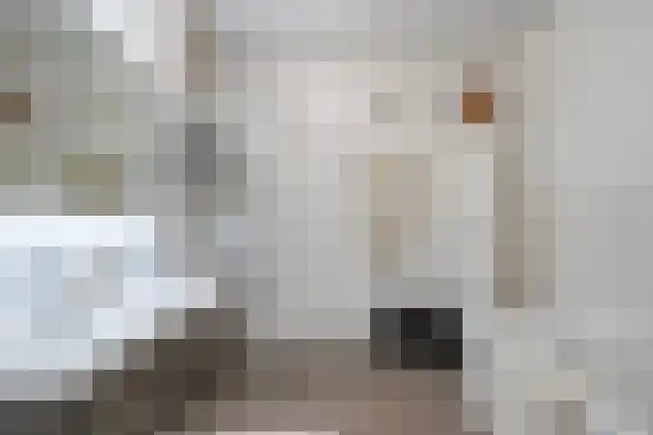 Jan Wilshof 108 Alkmaar thumbnail 4