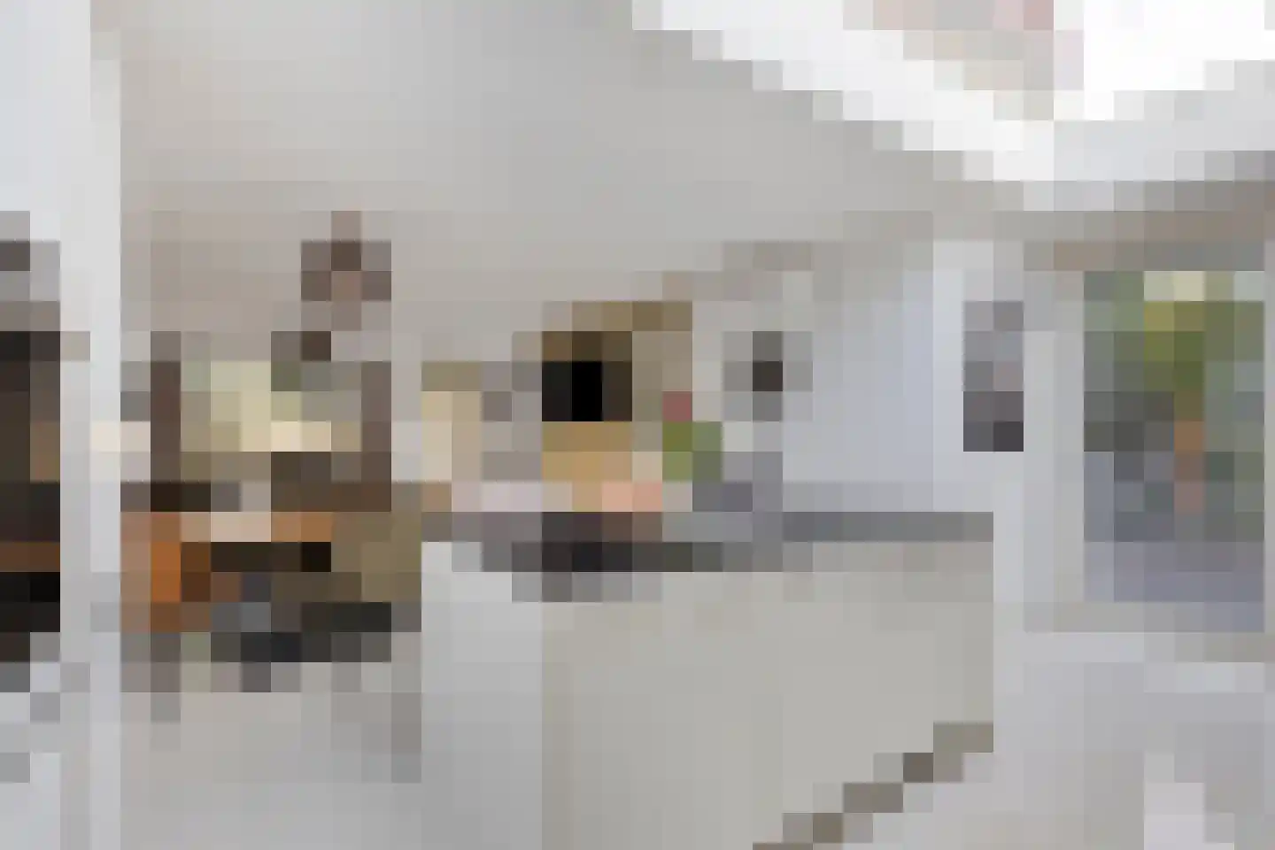 Jan Wilspad 4 Rotterdam thumbnail 12