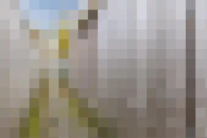 Jan Wolfspad 40 Hilvarenbeek thumbnail 41