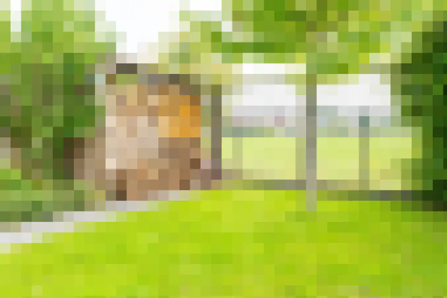 Janbaas 11 Nieuwendijk thumbnail 36