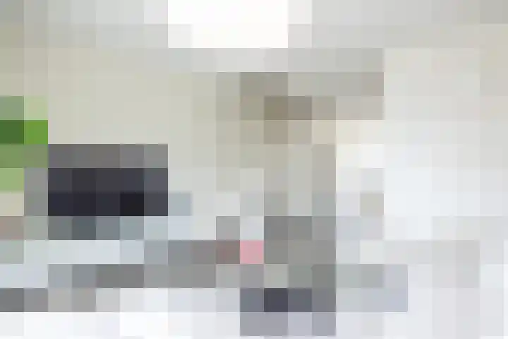 Janekers Vaart 24 Sittard thumbnail 8