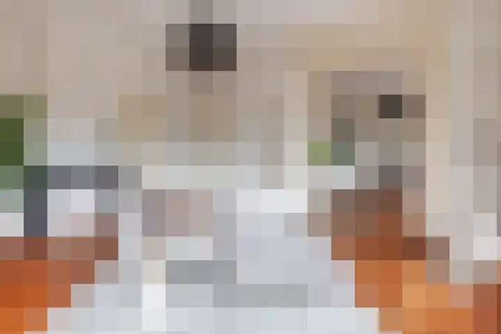 Janskerkhof 25 B Utrecht thumbnail 5