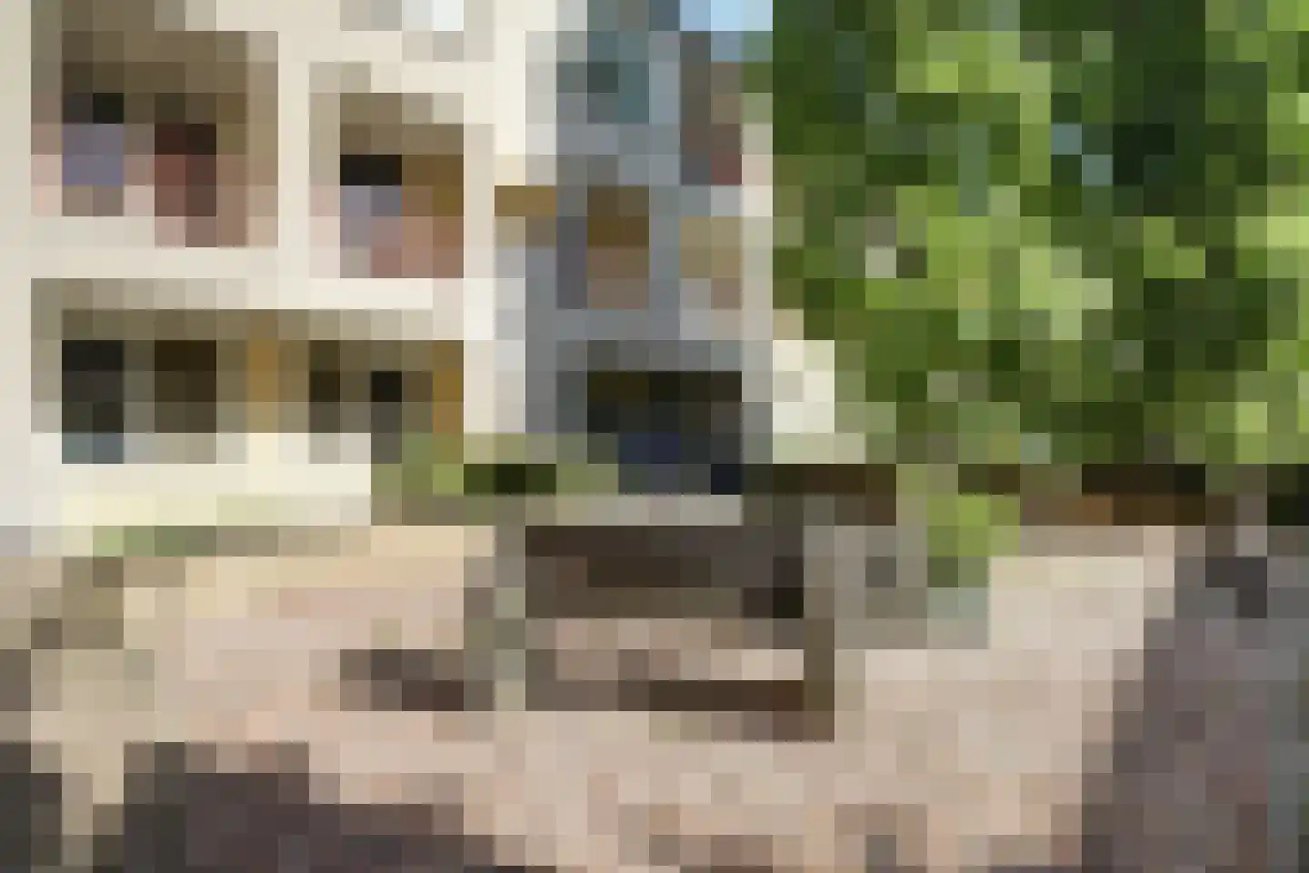 Japieserf 11 Gouda thumbnail 34