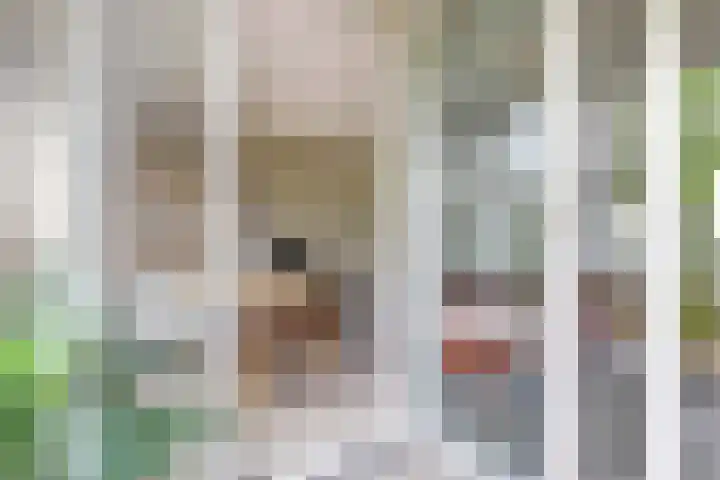Japieserf 16 Gouda thumbnail 12