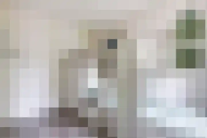 Japieserf 16 Gouda thumbnail 22