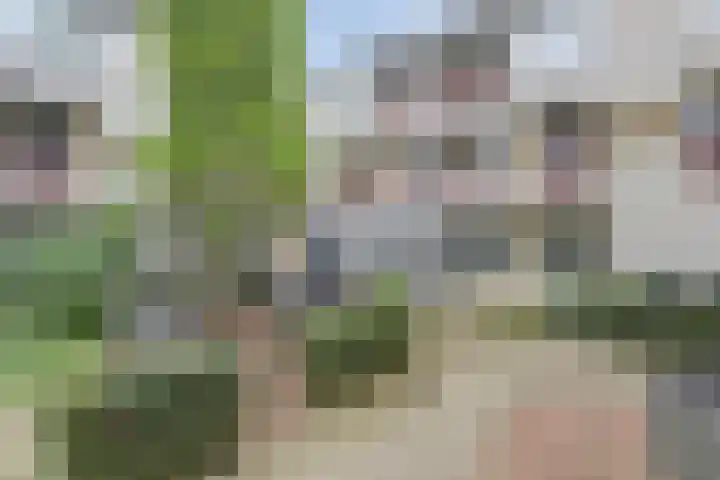 Japieserf 16 Gouda thumbnail 33