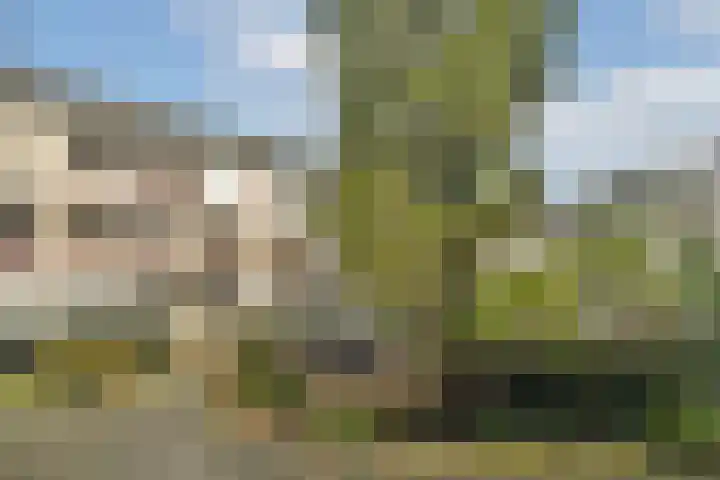 Japieserf 24 Gouda thumbnail 28