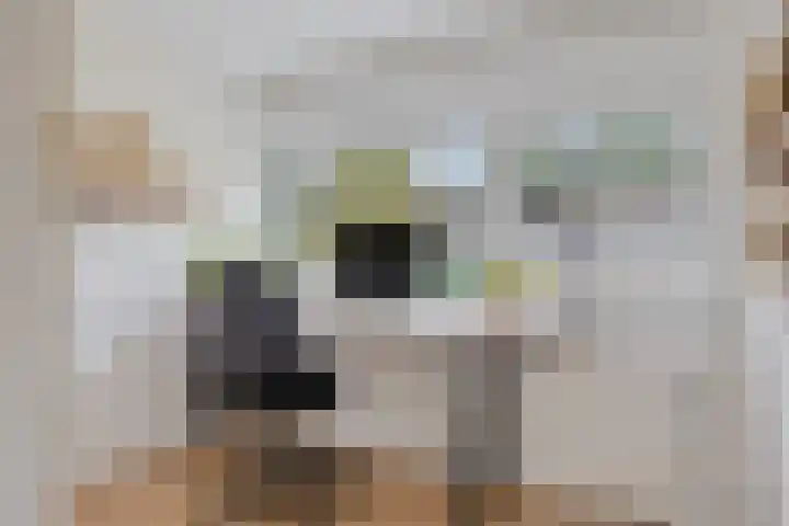 Jardensweg 31 Zuidlaren thumbnail 19