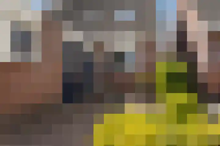 Jarigsmastins 20 Leeuwarden thumbnail 11