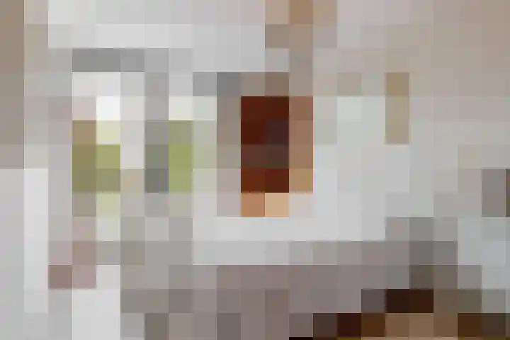 Jasmijnlint 26 Limmen thumbnail 21