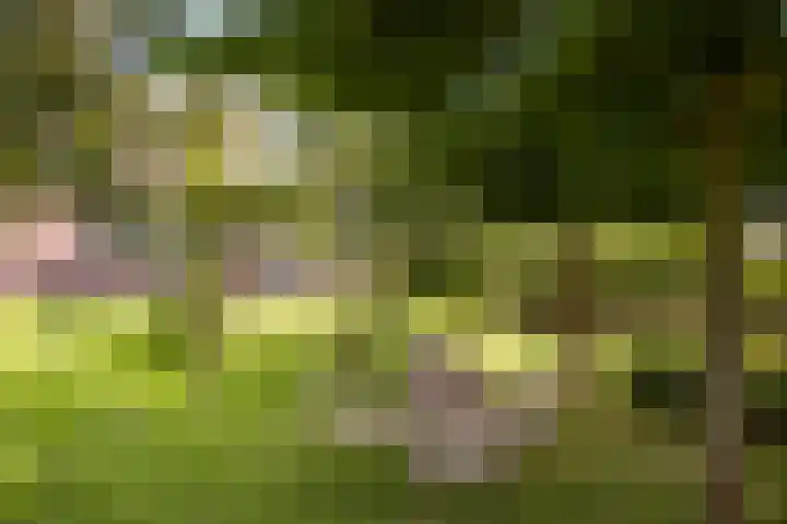 Javadijk 40 Sint-Annaland thumbnail 43