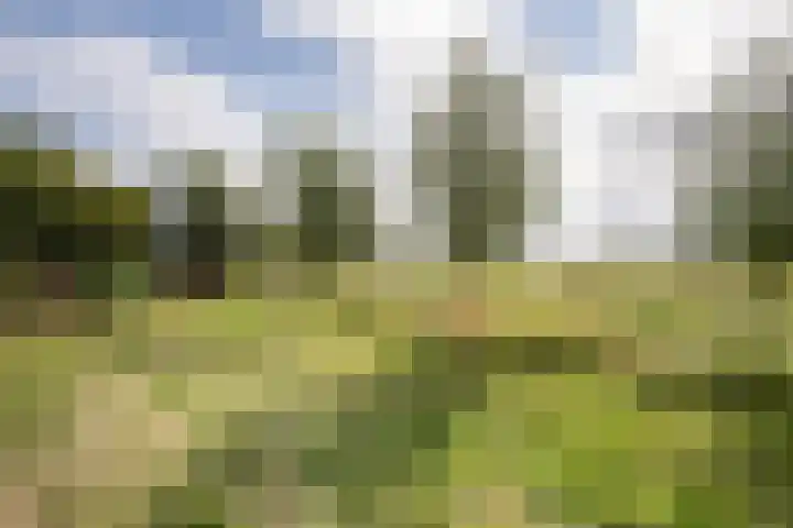 Javadijk 40 Sint-Annaland thumbnail 50
