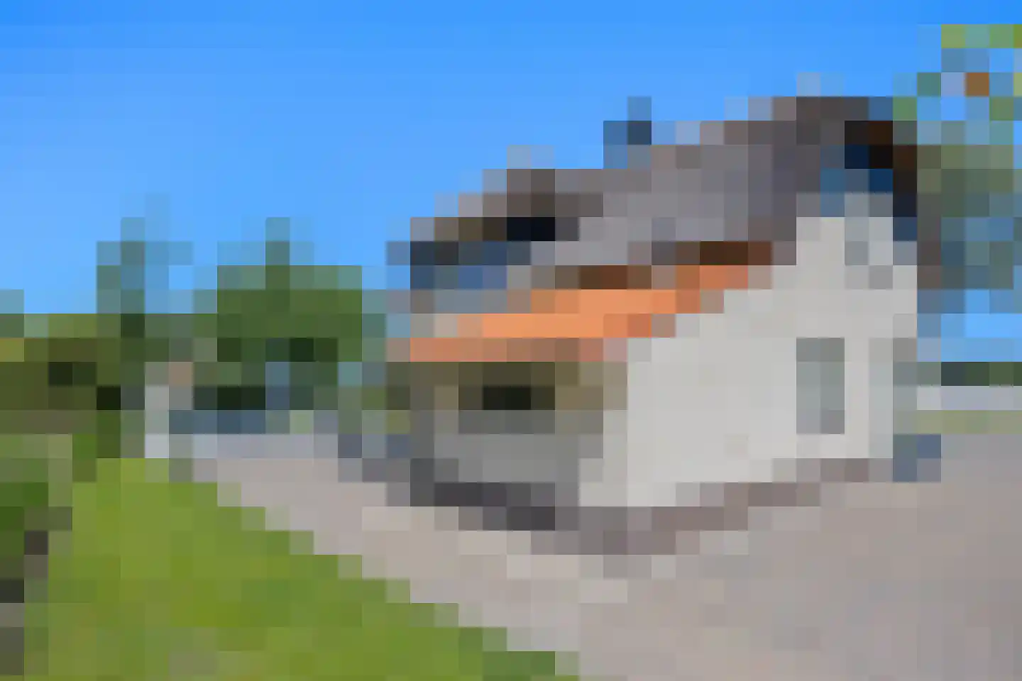 Javaruggen 13 Makkum thumbnail 39