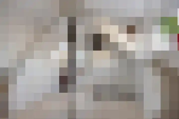 Javastraat 68 Tilburg thumbnail 29