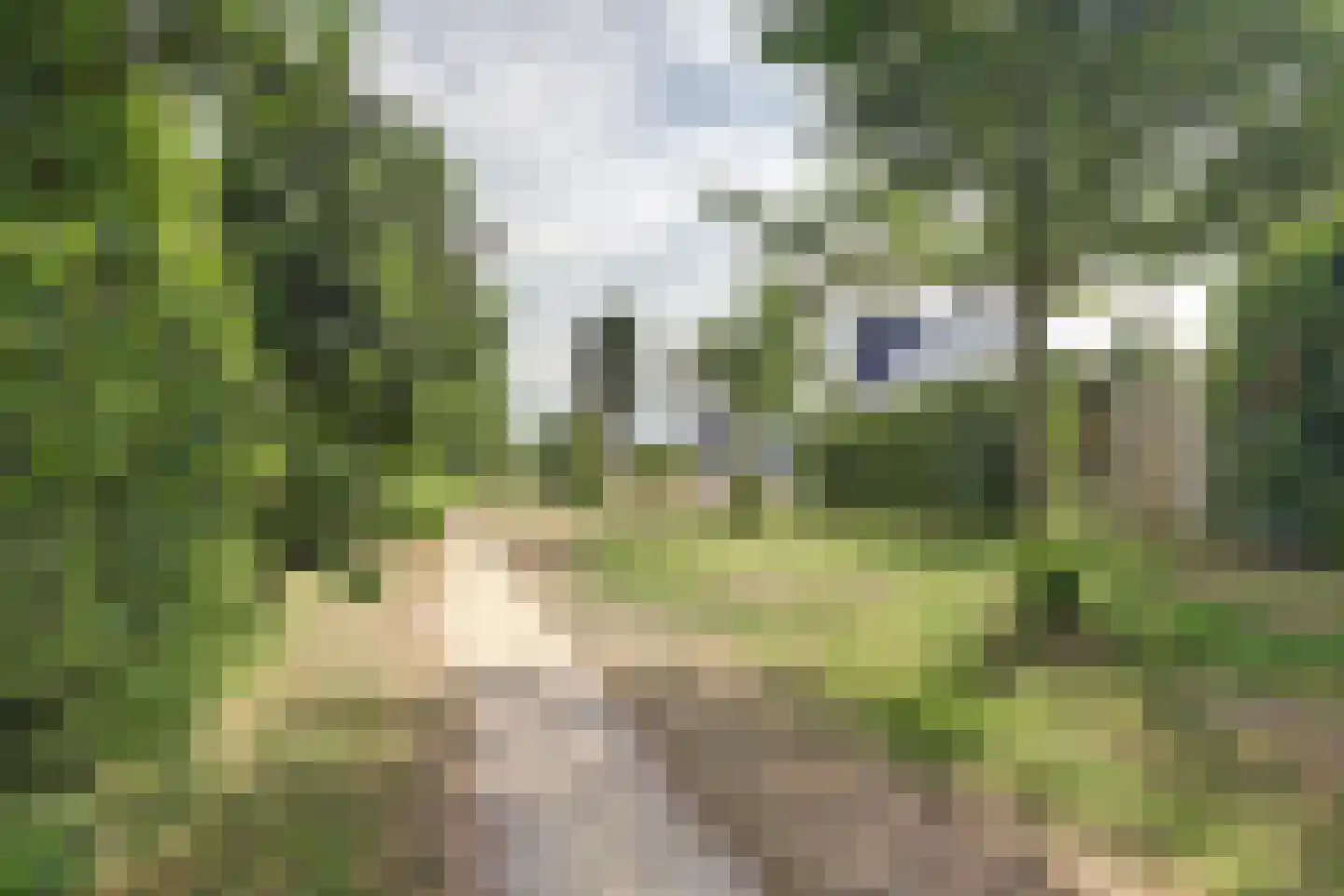 Jefkespad 2 Hoef en Haag thumbnail 63